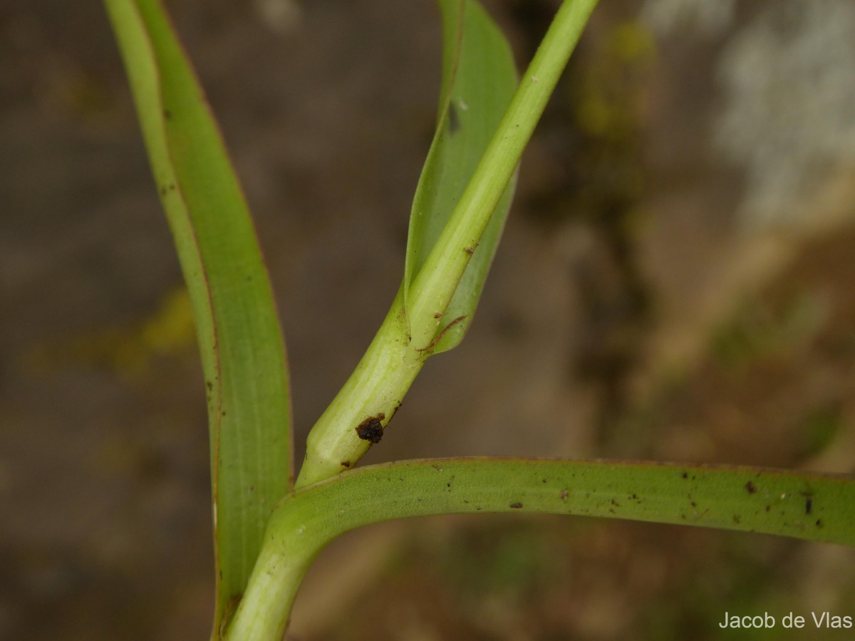 Murdannia esculenta (Wall. ex C.B.Clarke) Abeyw.